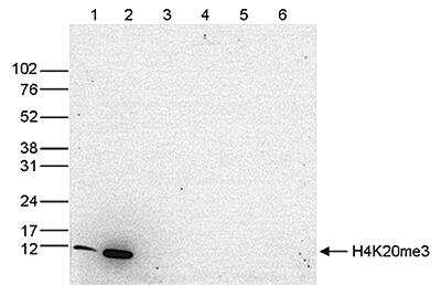 Western Blot: Histone H3 [Trimethyl Lys20] Antibody [NBP2-54620]